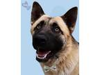 Adopt Duke a German Shepherd Dog, Husky