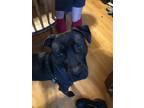 Adopt Mira a Black Labrador Retriever / Pit Bull Terrier dog in Brewster