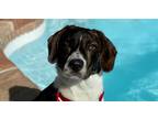 Adopt Ripley a Tricolor (Tan/Brown & Black & White) Hound (Unknown Type) dog in