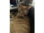 Adopt Cheeto a Domestic Shorthair / Mixed cat in Central Islip, NY (35497448)
