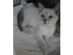 Adopt DUMPLING a Spotted Tabby/Leopard Spotted Siamese cat in Wilson