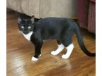 Adopt Jewel a Domestic Shorthair / Mixed (short coat) cat in Darlington