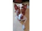 Adopt Ouzo a Staffordshire Bull Terrier, Boxer