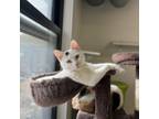 Adopt Mr. Toffee a Domestic Short Hair