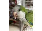 Adopt Peanut a Quaker Parakeet