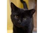 Adopt Mr Heckles a Domestic Short Hair