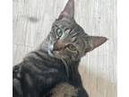 Adopt Poopma a Domestic Short Hair