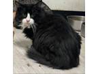 Adopt Dr. Jack a Domestic Long Hair