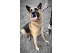 Adopt Parker a German Shepherd Dog