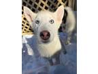 Adopt Ghost Pepper a Siberian Husky