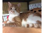 Adopt Bruno- NOW AT PETSMART IN PRINCE ALBERT a Tabby, Domestic Short Hair
