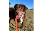 Adopt Floyd a Chesapeake Bay Retriever, Cattle Dog