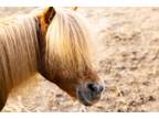 Adopt Chief a Pony