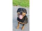 Adopt WESSON aka Poo Bear a Rottweiler