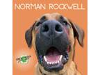 Adopt Norman Rockwell a Saint Bernard, Belgian Shepherd / Malinois