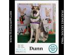 Adopt Dunn (Shepsky Bro's) 010624 a German Shepherd Dog, Husky