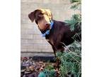 Adopt Marvin a Doberman Pinscher, Hound