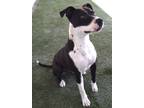 Adopt Charlie a Pit Bull Terrier