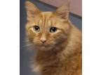 Adopt Fluffy Pants a Maine Coon