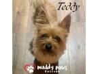 Adopt Teddy - Adoption Pending a Cairn Terrier