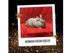 Adopt Worman Enson Sugg III a Netherland Dwarf, Lionhead