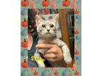 Adopt Stone a Tabby