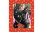 Adopt Phantom a Domestic Short Hair