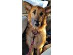 Adopt River 3031 a German Shepherd Dog