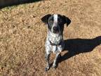 Adopt Jingle a Cattle Dog, Bluetick Coonhound