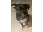 Adopt Mikey - TRAINED DOG a American Staffordshire Terrier