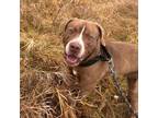 Adopt Angus a American Staffordshire Terrier