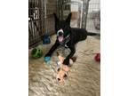 Adopt Knight Ryder!!! a Black Labrador Retriever