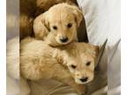 Goldendoodle PUPPY FOR SALE ADN-734771 - Goldendoodle Puppies