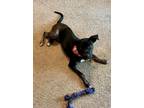 Adopt Nitro a Labrador Retriever, Mixed Breed