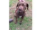 Adopt Castle a Labrador Retriever, Mixed Breed