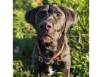Adopt Lucas (Big Boy & Even Bigger Heart) a Black Labrador Retriever