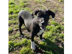 Adopt Vance a Labrador Retriever, Mixed Breed