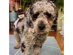 Adopt Jackson a Poodle, Mixed Breed