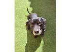 Adopt Geno a American Staffordshire Terrier, Dachshund