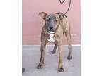 Adopt KAI a Plott Hound