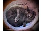 Adopt Winston (brother Teddy available also) a Domestic Short Hair