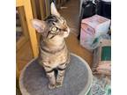 Adopt Josiah a Domestic Short Hair, American Shorthair