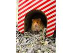 Adopt Bingo a Hamster