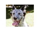 Adopt Noah CP a Australian Cattle Dog / Blue Heeler, Mixed Breed