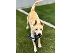 Adopt Xabo a German Shepherd Dog, Mixed Breed