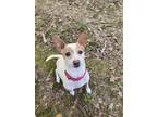 Adopt Theo a Jack Russell Terrier