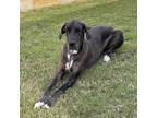 Adopt Bucky (FKA Mouse) a Great Dane