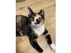 Adopt Patches a Calico