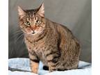 Adopt Christi(Mama Kitty) a Domestic Short Hair