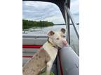 Adopt Maui a Pit Bull Terrier, Catahoula Leopard Dog